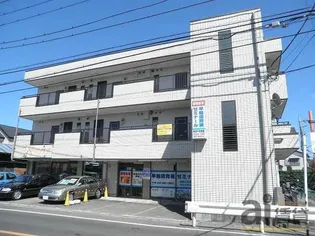 ゴールドクレストの画像