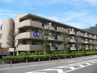 パインベルの画像