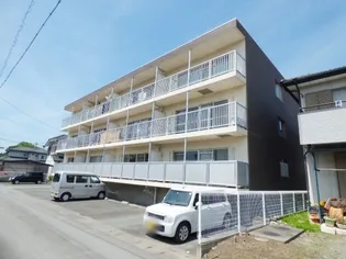 サイプレスの画像