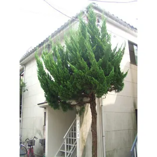 東京都中野区本町3【アパート】の外観