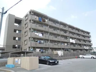 Y&MドリームIIIの画像