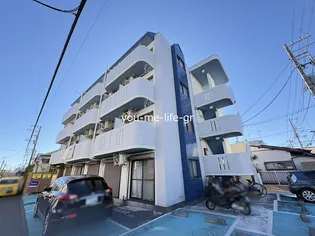 フリージアの画像