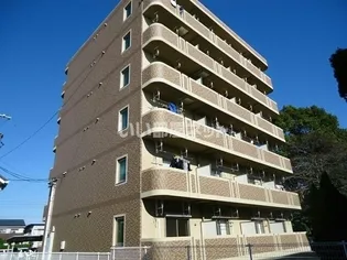 プラシード アルバの画像