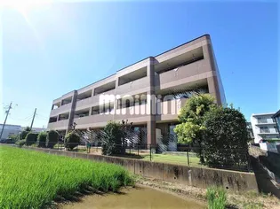 ブラウンシティーの画像