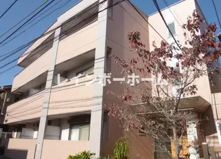 サン ルピナスの画像