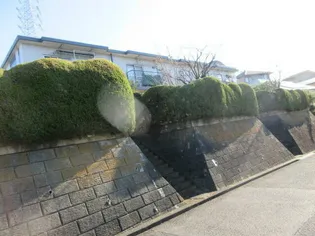 サンホワイトBの画像