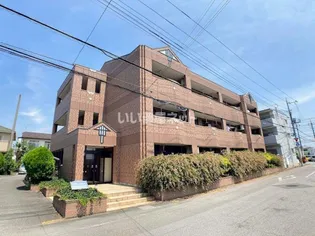 プルメリアの画像