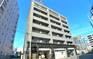 ゴールドクレストの画像