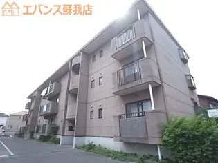 シャトレーシラハタの画像