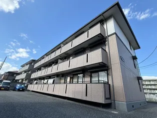 ハイカムールの画像