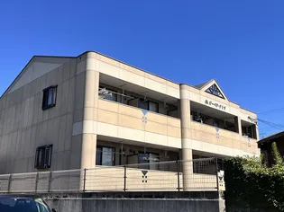 ガーベラ テトラの画像