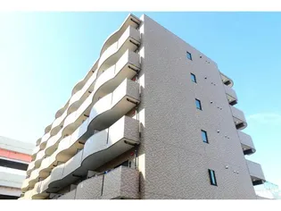 プラシードの画像