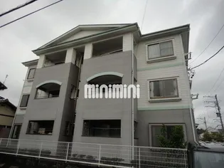 スプルースの画像