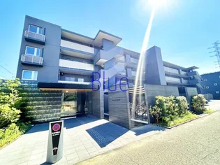 アグロラトス ヒサリコの画像