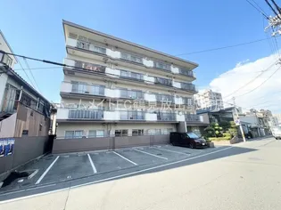 ホワイトシャンボールの画像