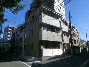 ステラカーサの画像