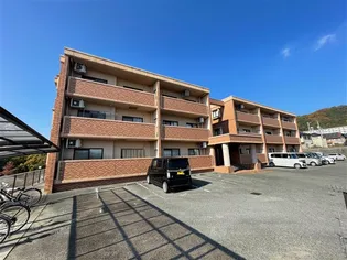 ゴールドクレストの画像