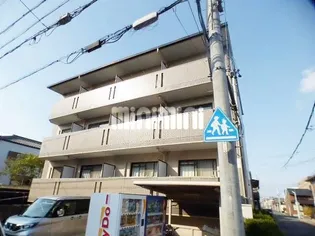 サンシャイン白菊の画像