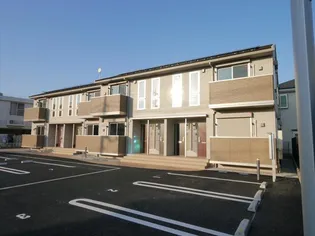 スプルースの画像