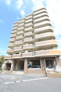 オークランド桜通りの画像