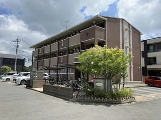 ラフィシアの画像