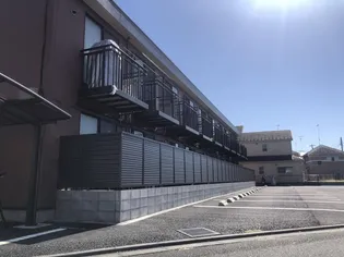アムール松葉の画像