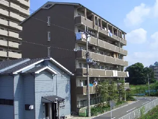 メルベーユ杉の画像