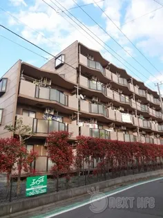 ドルフソニアドーロの画像