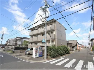 サンシャイン白菊の画像