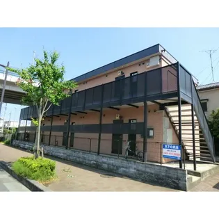 アムール白樺の画像
