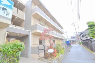 プリムローズの画像