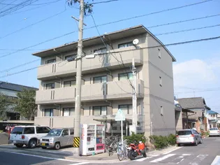 サンシャイン白菊の画像