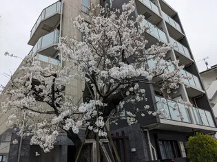 チェリーコート笹塚の画像