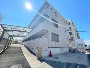 コリーヌスガイの画像