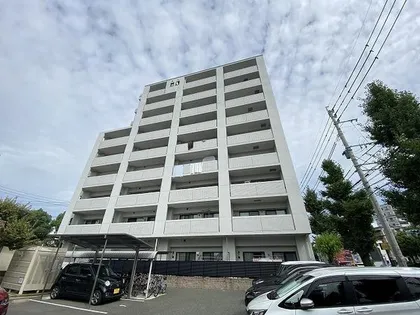 アペゼミマナの画像