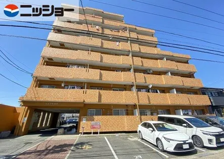 エルフ杉の木の画像