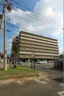 エヴァーグリーンNの画像