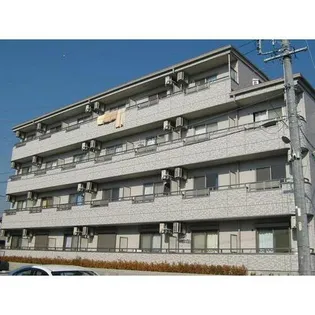 YOUNG LEAVESの画像