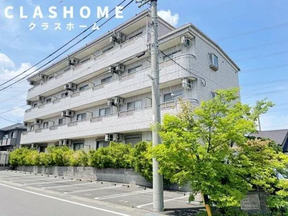 YOUNG LEAVESの画像