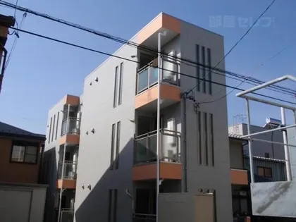 アムール青柳の画像