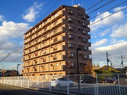 サンセール菊の画像