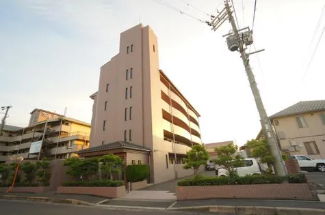 コスモス ミソノの画像