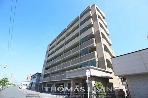 エヴァーグリーンMの画像