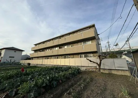 ホーリーギフトの画像