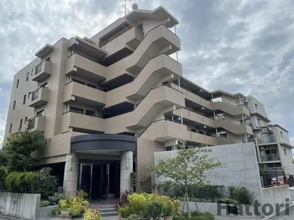 セレッソの画像