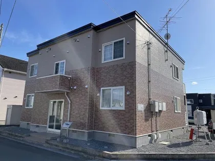 パープル桔梗の画像