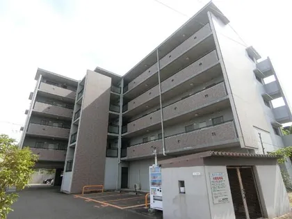 セントーレアの画像