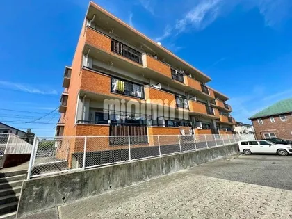 シャロンエースの画像