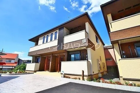 カンファーツリーBの画像