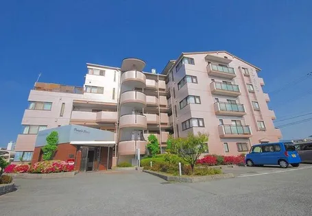 パープルソシアの画像